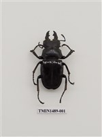 藏品(鬼艷鍬形蟲)的圖片